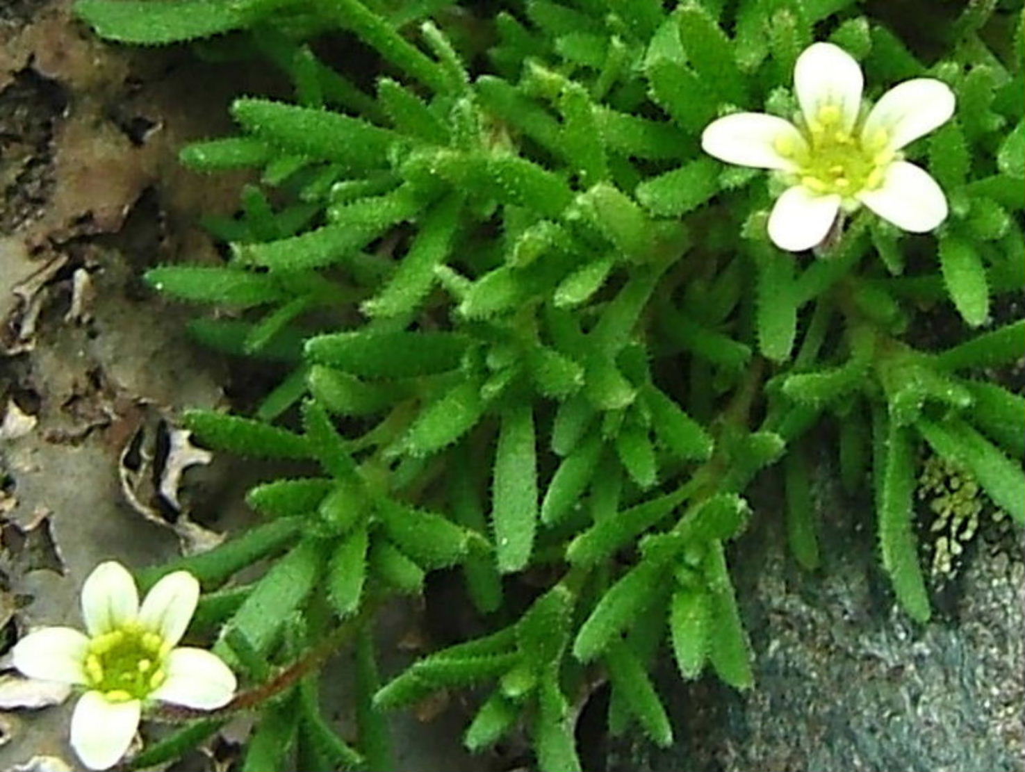 Saxifraga da determinare ?